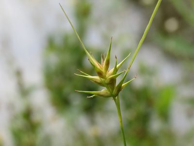 Carex michauxiana, photographed by Reuven Martin