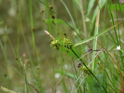 Carex cryptolepis, photographed by Reuven Martin