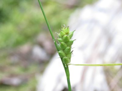 Carex houghtoniana, photographed by Reuven Martin