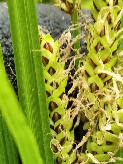 Carex sinclairii, photographed by Joe Potter Butler