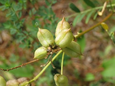 Astragalus neglectus, photographed by Reuven Martin