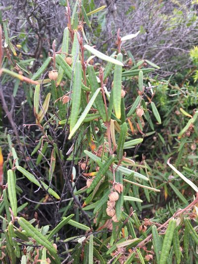 Lasiopetalum baueri, photographed by Jane Canaway