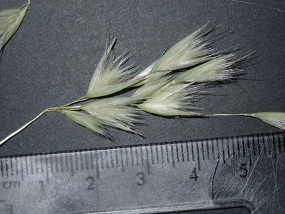 Rytidosperma fulvum, photographed by Thomas Mesaglio