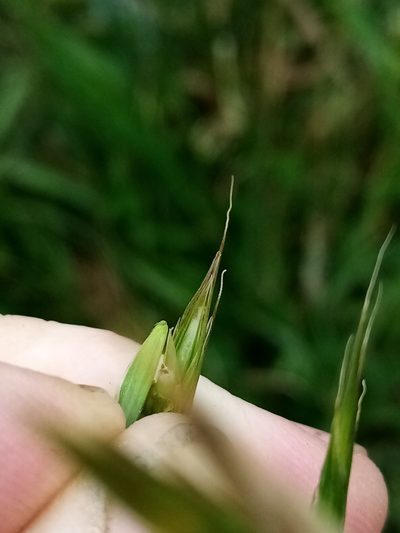 Bromus sitchensis, photographed by Joe Potter Butler