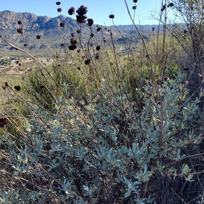 Salvia clevelandii, photographed by Dan Horowitz