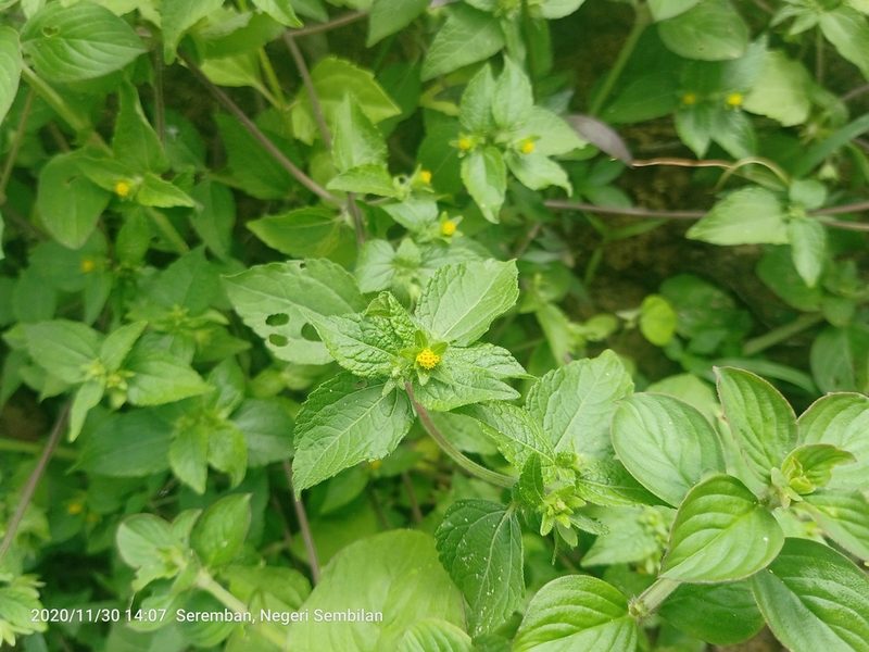 Eleutheranthera ruderalis, photographed by Ong Jyh Seng
