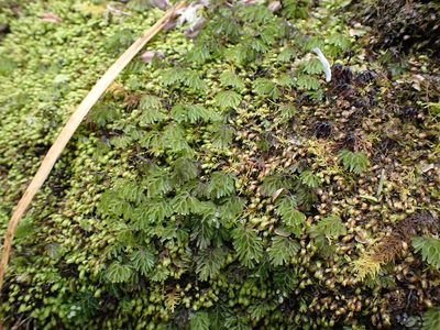 Hymenophyllum cupressiforme, photographed by Javier
