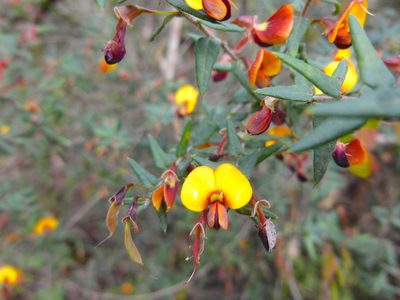 Bossiaea cinerea, photographed by Kiri Bee