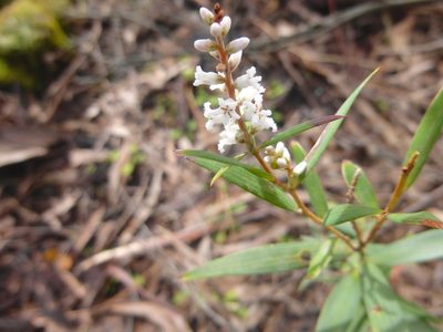 Leucopogon australis, photographed by Kiri Bee