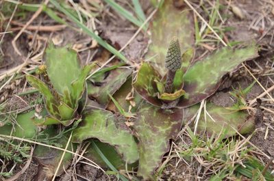 Ledebouria ensifolia, photographed by Dave Brown