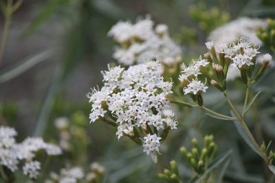 Stevia salicifolia, photographed by José Belem Hernández Díaz