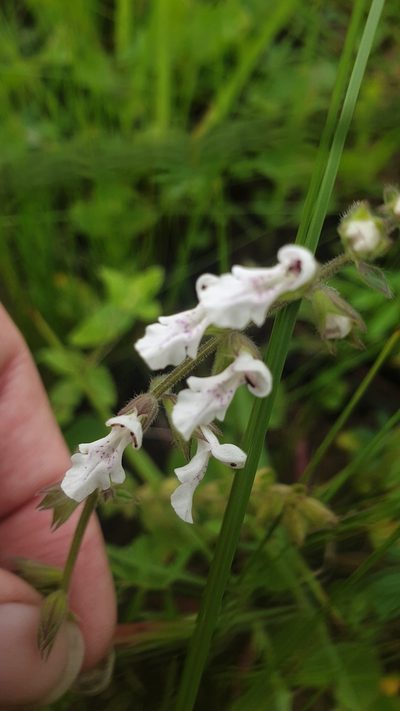 Stachys natalensis, photographed by Aaliyah Motala