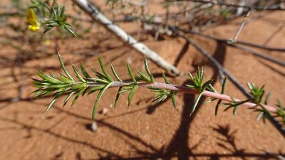 Aspalathus cuspidata, photographed by Paul Emms