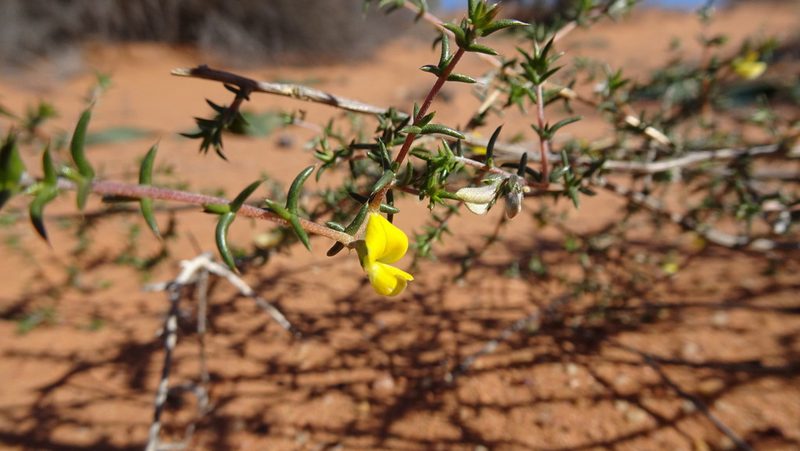 Aspalathus cuspidata, photographed by Paul Emms