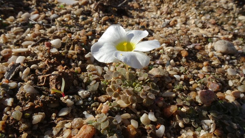 Oxalis lichenoides, photographed by Paul Emms