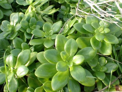 Sedum confusum, photographed by Robert H. Wardell