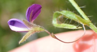 Psoralea plauta, photographed by Nicola van Berkel