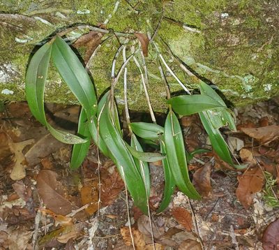 Epidendrum conopseum, photographed by Laura Gaudette