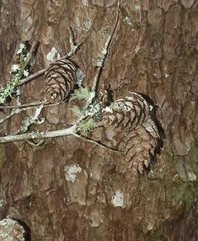 Pinus glabra, photographed by Laura Gaudette