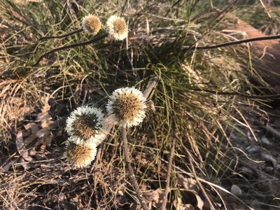 Dasypogon bromeliifolius, photographed by Ann Bentley