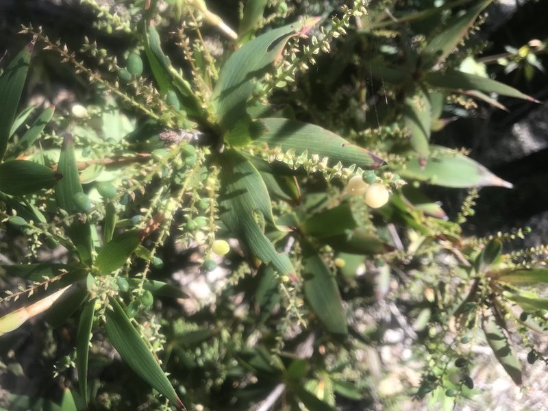 Leucopogon verticillatus, photographed by Ann Bentley