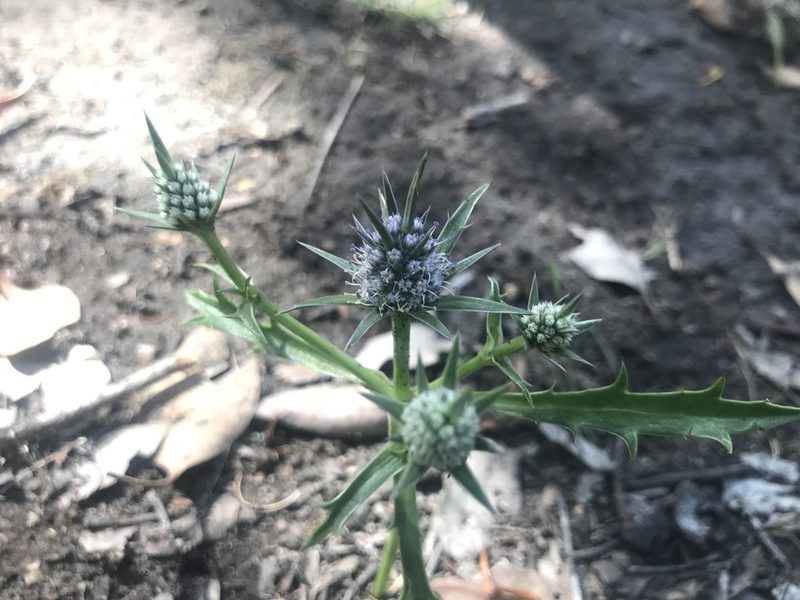 Eryngium pinnatifidum, photographed by Ann Bentley