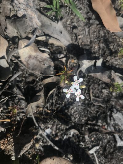 Stylidium guttatum, photographed by Ann Bentley