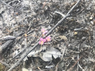 Levenhookia stipitata, photographed by Ann Bentley