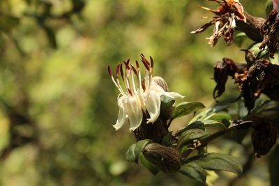 Barnadesia spinosa, photographed by Andrés Ramírez-Barrera