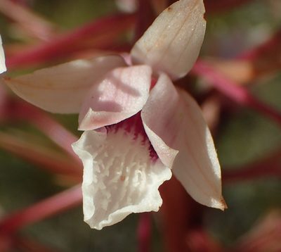 Eulophia barbata, photographed by Nicola van Berkel