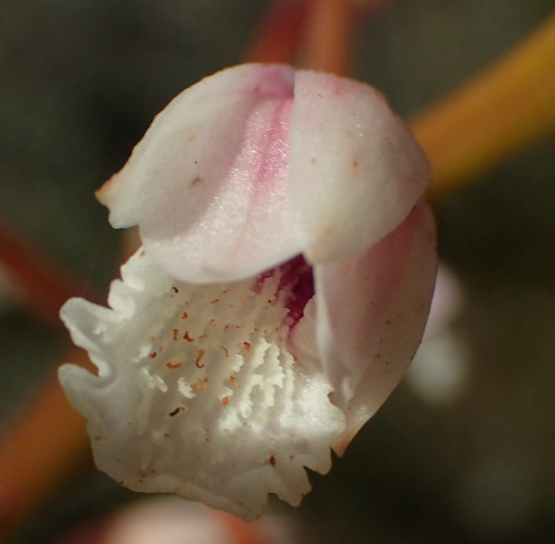 Eulophia barbata, photographed by Nicola van Berkel