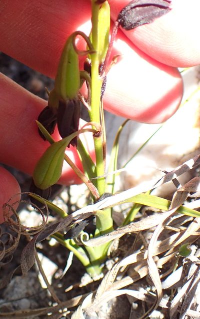 Eulophia ustulata, photographed by Nicola van Berkel