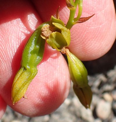 Eulophia ustulata, photographed by Nicola van Berkel
