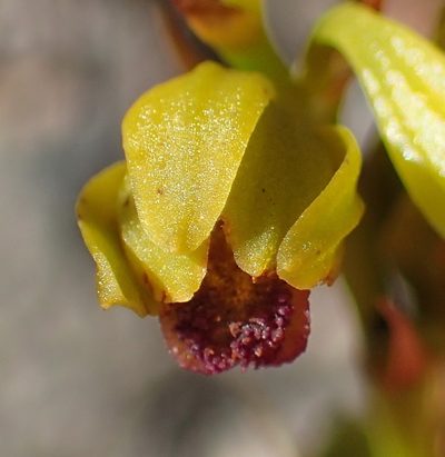 Eulophia ustulata, photographed by Nicola van Berkel