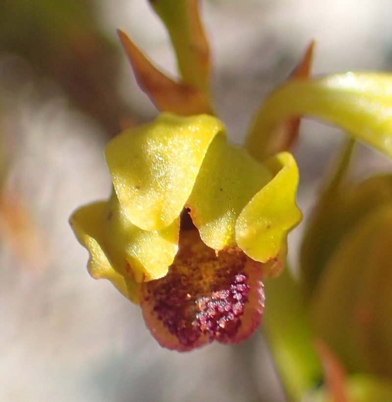 Eulophia ustulata, photographed by Nicola van Berkel