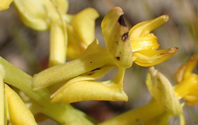 Ceratandra atrata, photographed by Nicola van Berkel