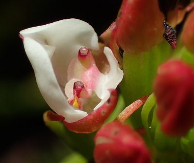 Ceratandra globosa, photographed by Nicola van Berkel