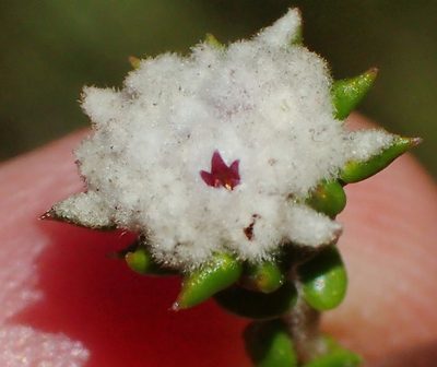 Phylica debilis, photographed by Nicola van Berkel