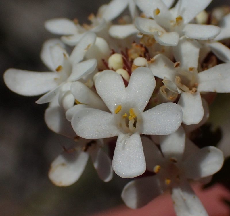 Selago brevifolia, photographed by Nicola van Berkel