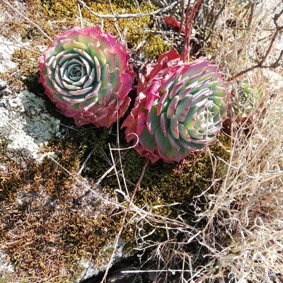 Echeveria secunda, photographed by Ulises Emmanuel Martínez Burgos