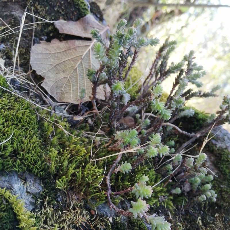 Sedum moranense, photographed by Ulises Emmanuel Martínez Burgos