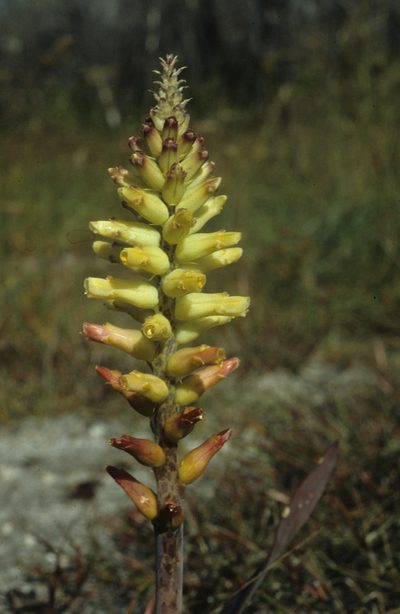 Lachenalia capensis, photographed by Tom Lloyd Evans