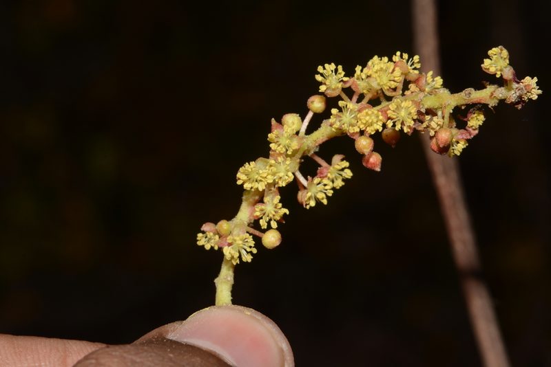 Mallotus polycarpus, photographed by S.MORE