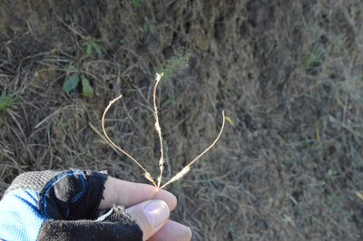 Stapfochloa canterae, photographed by Dan Johnson