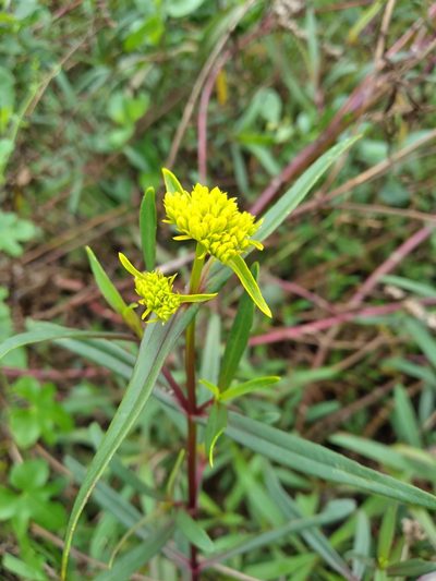 Flaveria floridana, photographed by Scott Ward