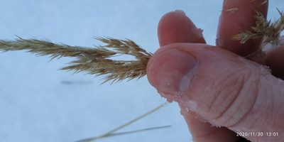 Calamagrostis purpurea, photographed by Yurii Basov