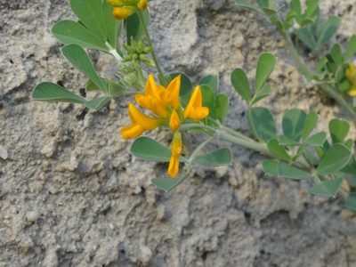 Medicago arborea, photographed by Ben Costamagna