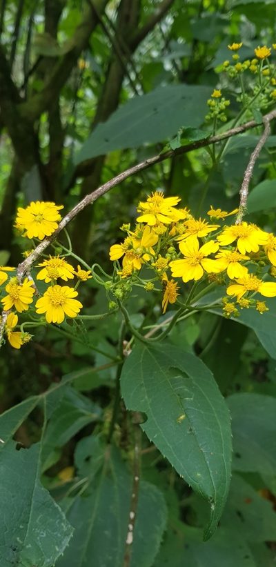 Trigonospermum melampodioides, photographed by Eugenio Padilla