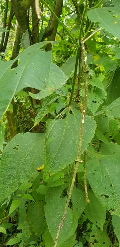 Trigonospermum melampodioides, photographed by Eugenio Padilla