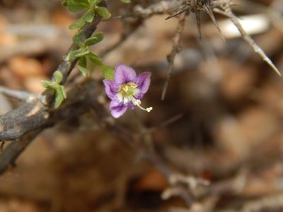 Lycium cinereum, photographed by melda